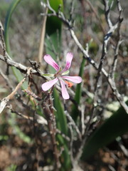 Pelargonium karooicum