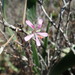 Pelargonium karooicum - Photo (c) Gregory Nicolson, algunos derechos reservados (CC BY-NC), subido por Gregory Nicolson