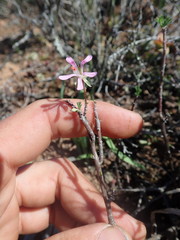 Pelargonium karooicum