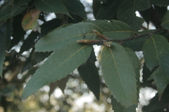 Quercus oblongata