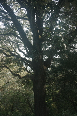 Quercus oblongata