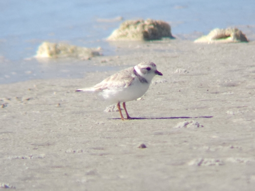 Piping Plover (Charadrius melodus), photo 7
