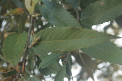 Quercus oblongata