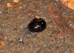 Victaphanta compacta