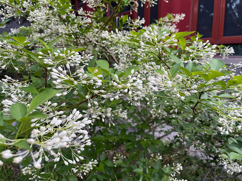 Bumald's bladdernut from No.5, Yiheyuan Road, Beijing, CN on April 24 ...