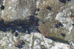 Pseudonereis variegata