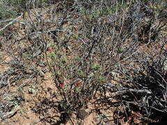 Delosperma neethlingiae