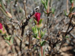 Delosperma neethlingiae