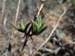 Delosperma neethlingiae