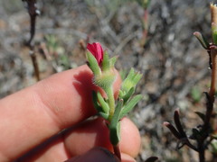 Delosperma neethlingiae