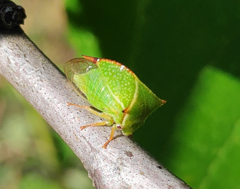 Stictocephala