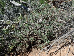 Pelargonium alternans alternans