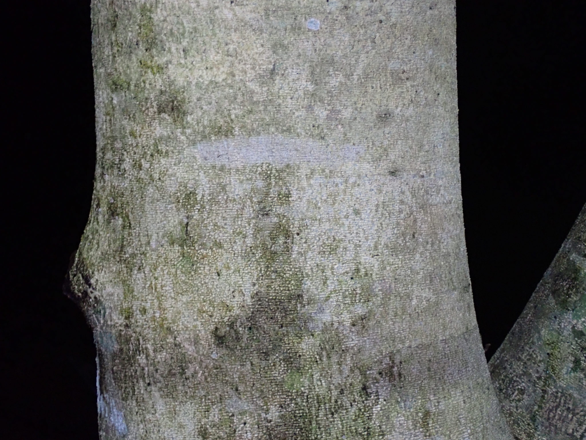 Imagem de Sombreiro