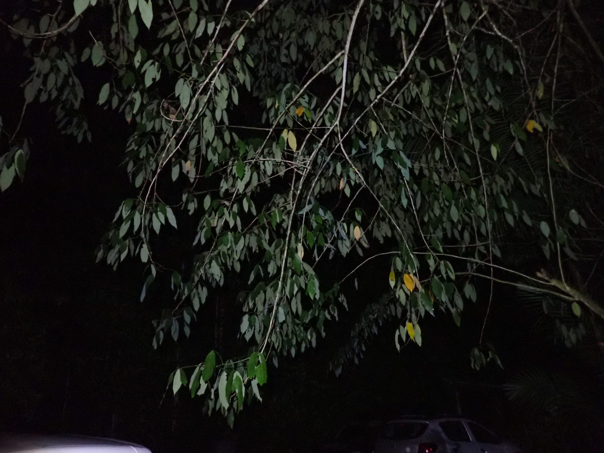 Imagem de Sombreiro