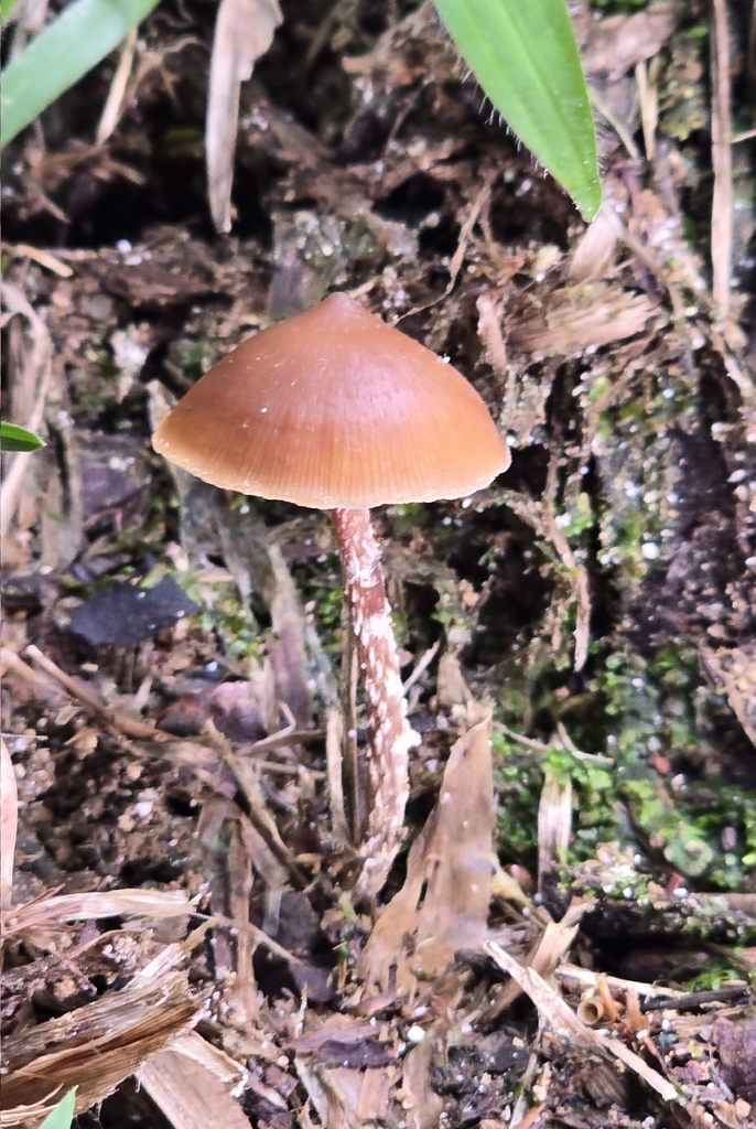 Psilocybe hoogshagenii · February 2026 · photo: © alan_rockefeller (iNaturalist, cc-by-sa)