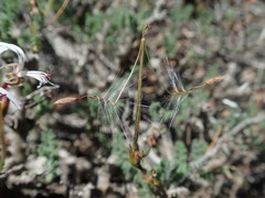 Pelargonium alternans alternans