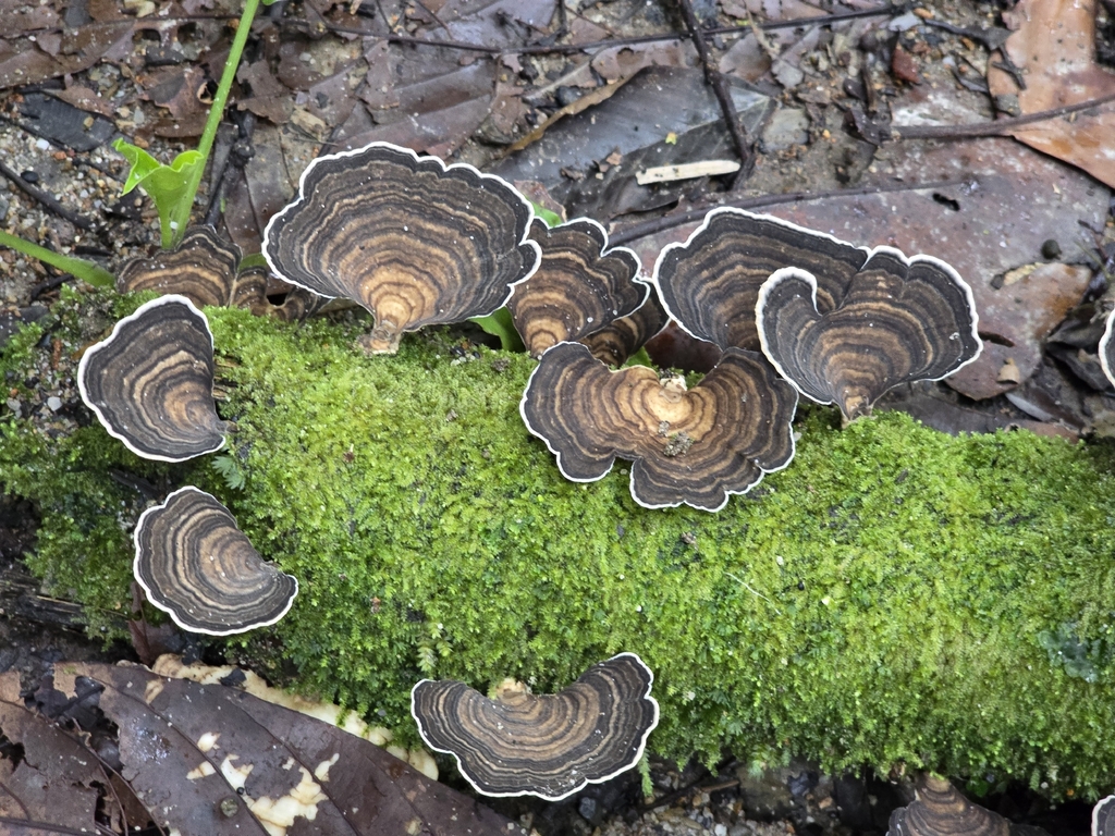 Trametes menziesii · February 2026 · photo: © alan_rockefeller (iNaturalist, cc-by-sa)
