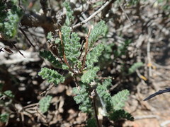 Pelargonium alternans alternans