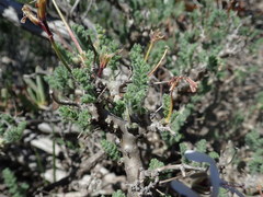 Pelargonium alternans alternans