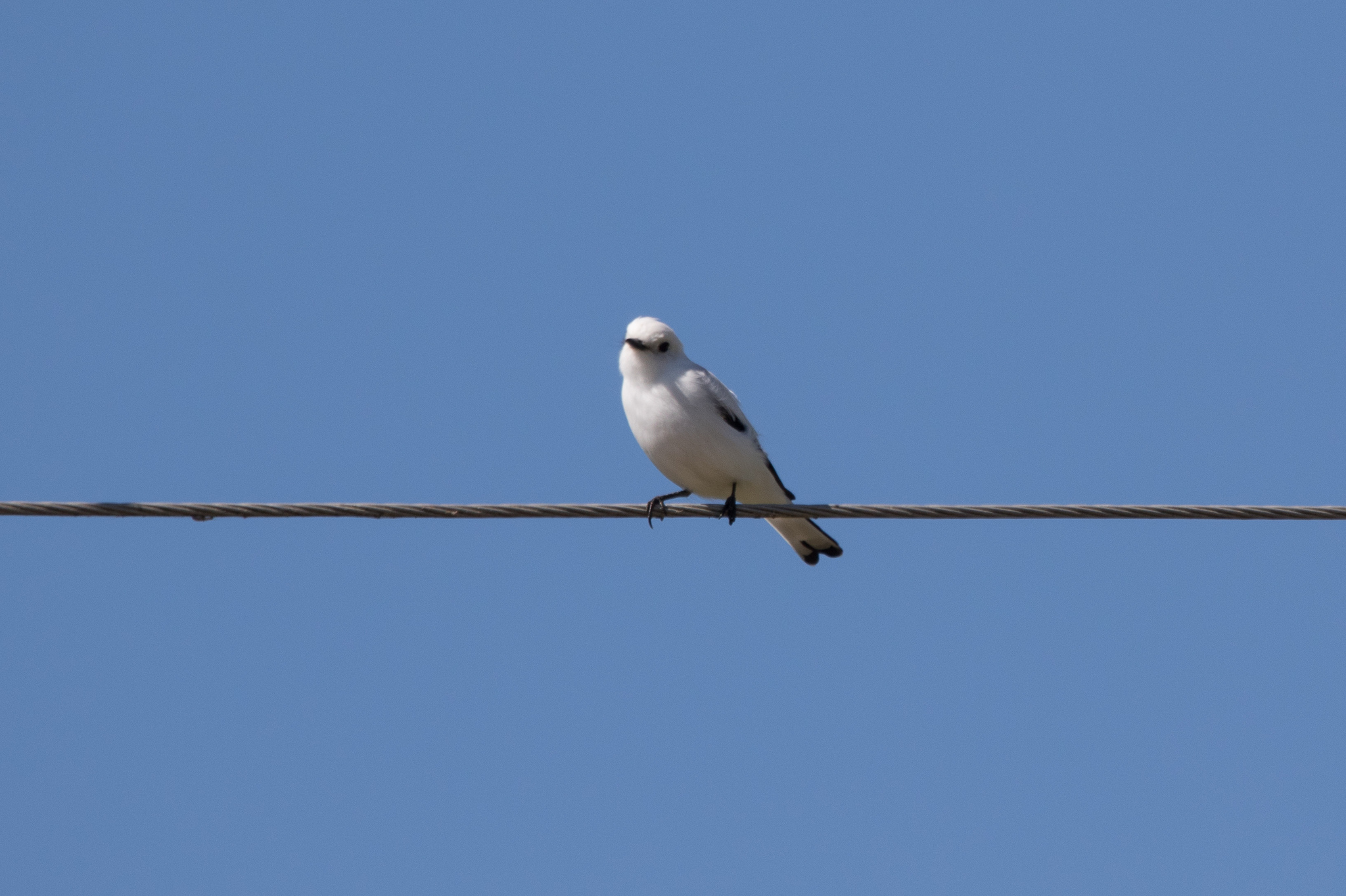 White Monjita (Xolmis irupero), photo 9