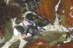 Burnupena catarrhacta