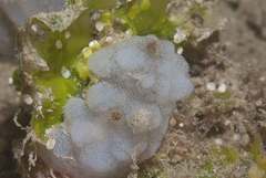 Phallusia mammillata