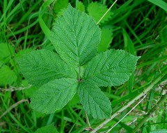 Rubus eboracensis