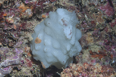 Phallusia mammillata