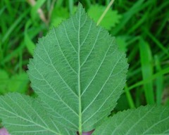 Rubus eboracensis