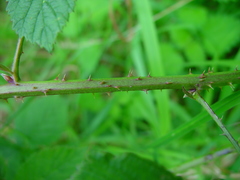 Rubus eboracensis