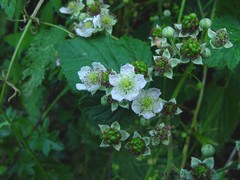 Rubus eboracensis