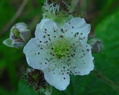 Rubus eboracensis