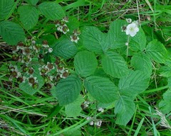 Rubus eboracensis