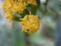 Senecio hypoleucus