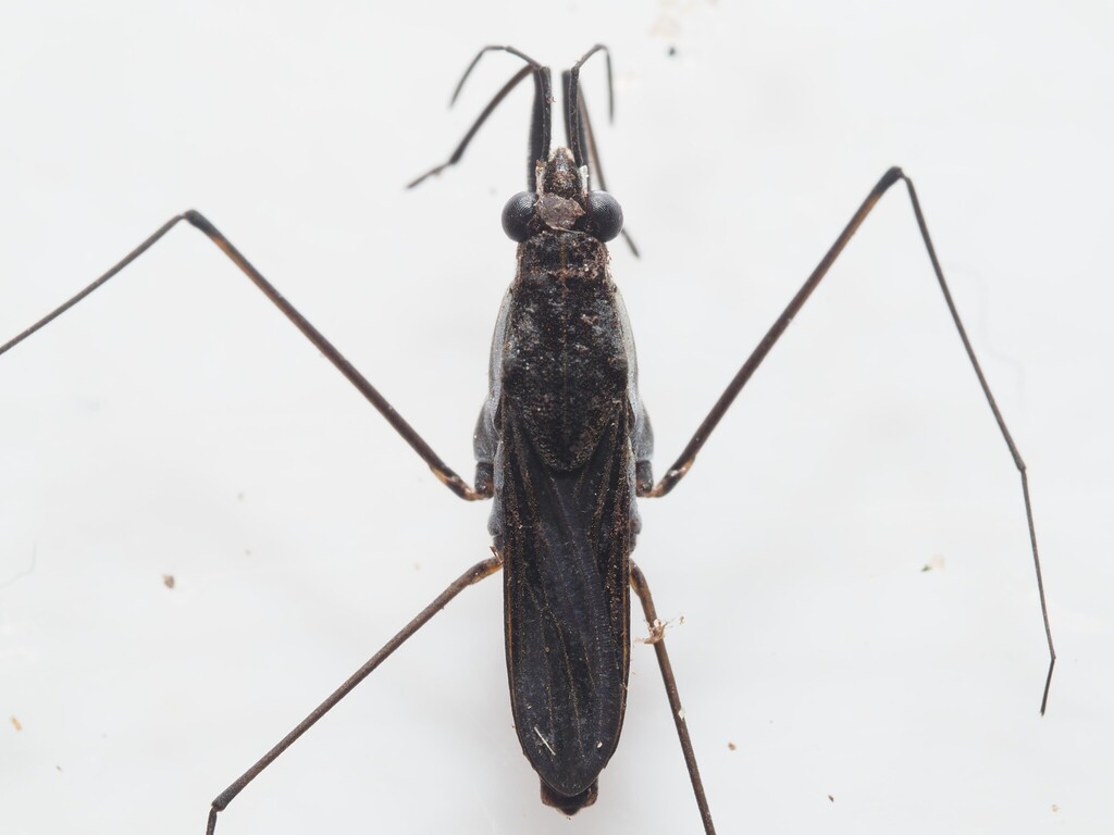 Toothed Pondskater