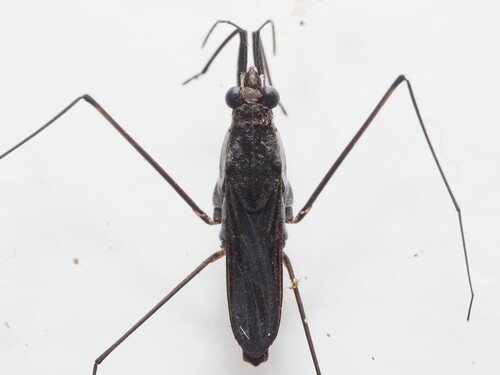 Toothed Pondskater