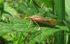 Limnephilus rhombicus