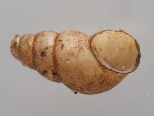 Potamopyrgus antipodarum