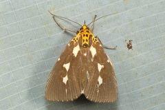 Asota contorta