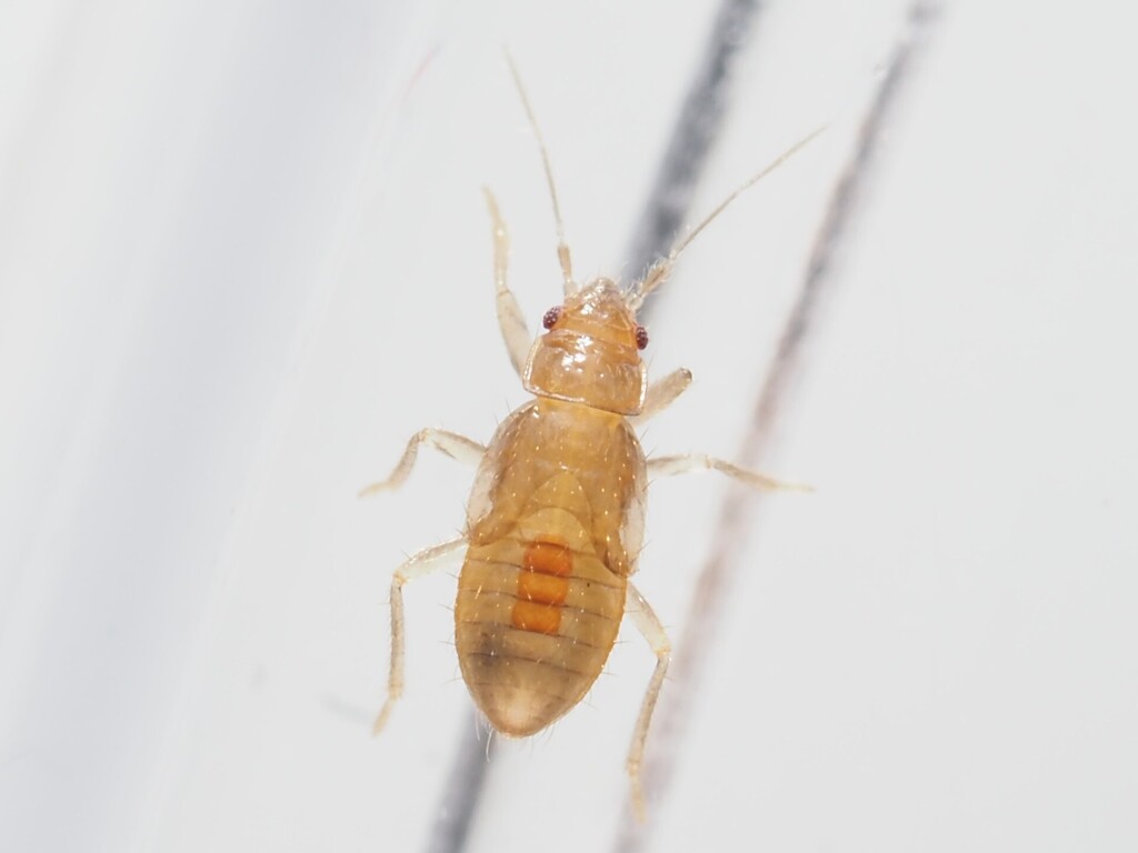 Cryptostemma alienum