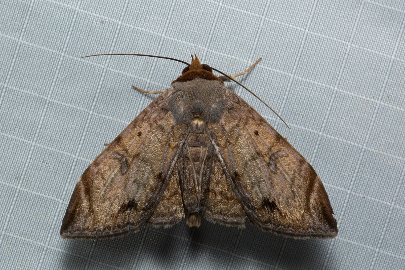 Mecodina lanceola