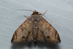 Mecodina lanceola