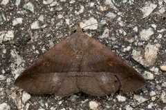 Mecodina