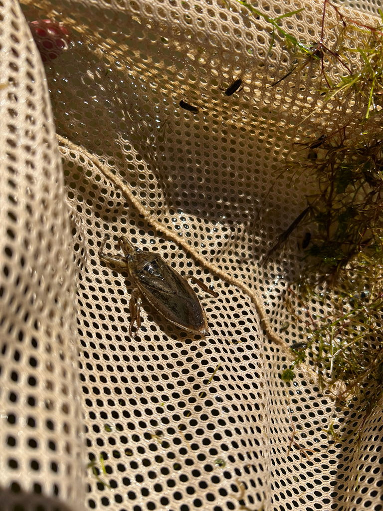 American Giant Water Bug from S Boundary Loop, Gustine, CA, US on ...