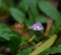 Mazus pumilio