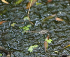 Austroaeschna multipunctata