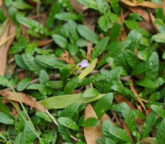 Mazus pumilio