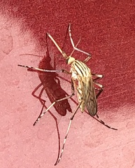 Aedes vittiger
