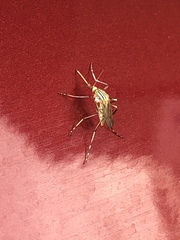 Aedes vittiger