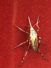 Aedes vittiger